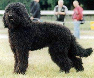 BARBET